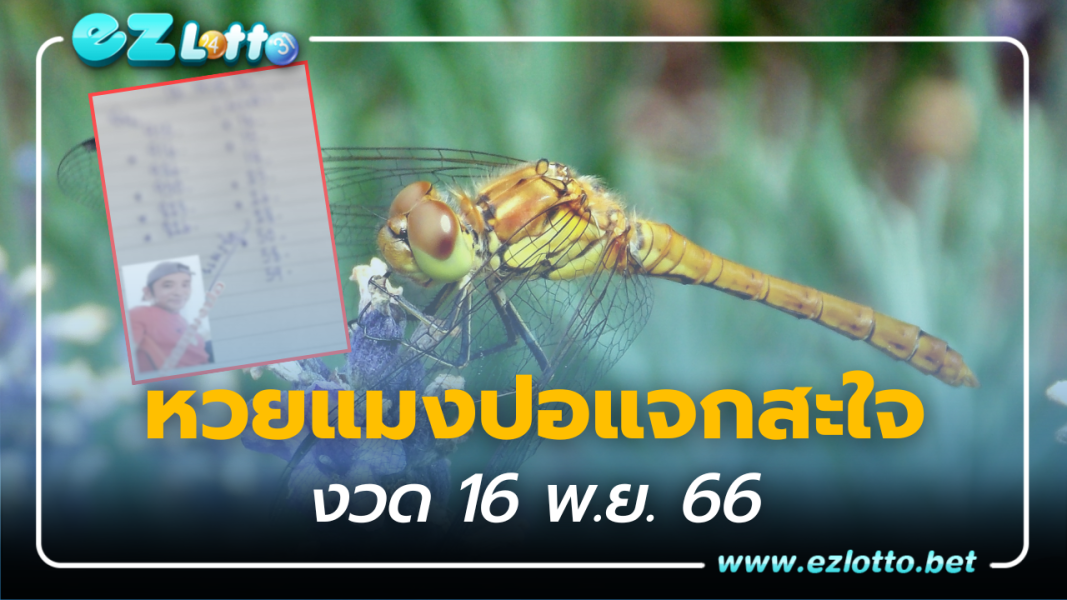 เลขเด็ดงวดนี้ หวยแมงปอ แจกสะใจ ส่ง 8 – 9 ถล่มเจ้ามือ 16 11 66